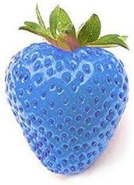 Sky blue strawberry Fragaria vesca seeds for garden
